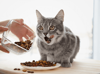 chat regime